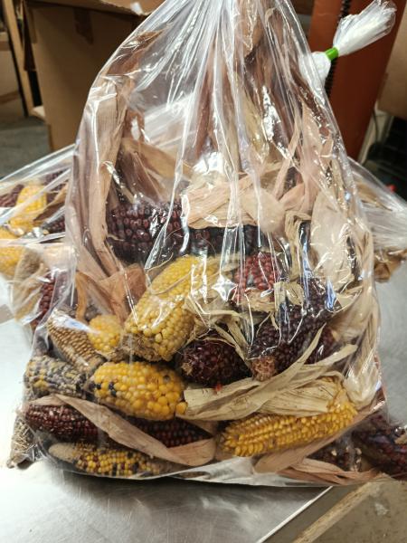 2. Wahl Maiskolben bunt 1,5kg -Aktionsverkauf-